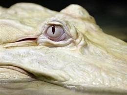http://www.conlosojosabiertos.com/wp-content/uploads/2011/04/crocodile-thumb-350x261-24843.jpg?w=260