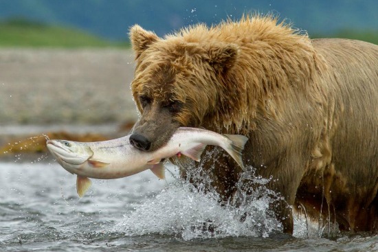 disney-nature-bears-salmon