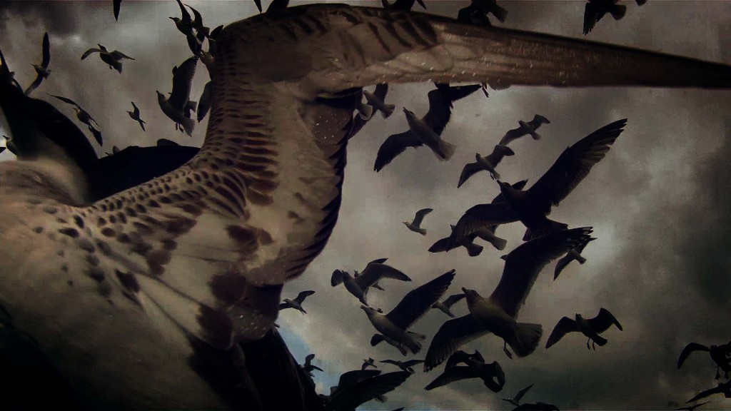 Mouettes1