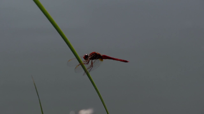 vlcsnap-2014-10-01-01h33m57s240