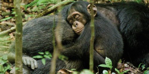 CHIMPANCÉS / CHIMPANZEE