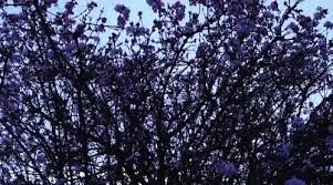 CINECLUBES DE CÓRDOBA (31): LO BELLO Y LO TRISTE