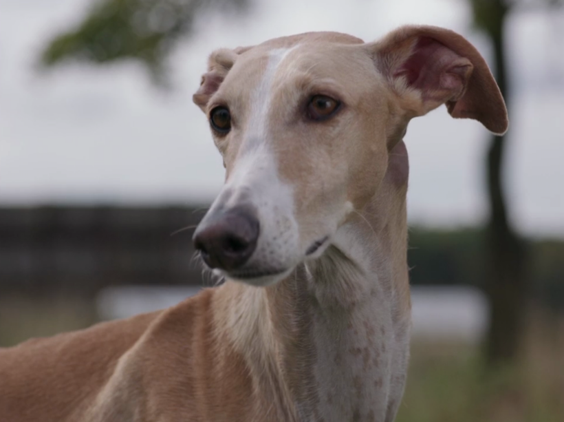 LAS COMEDIAS POLÍTICAS DE UN CINEASTA MARXISTA: UN DIÁLOGO CON JULIAN RADLMAIER, DIRECTOR DE AUTOCRÍTICA DE UN PERRO BURGUÉS