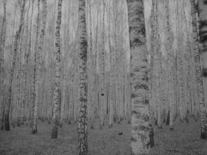ANDREI TARKOVSKI: LOS MATERIALES DE LA FE