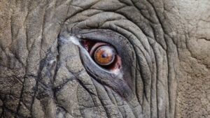 DUMBO