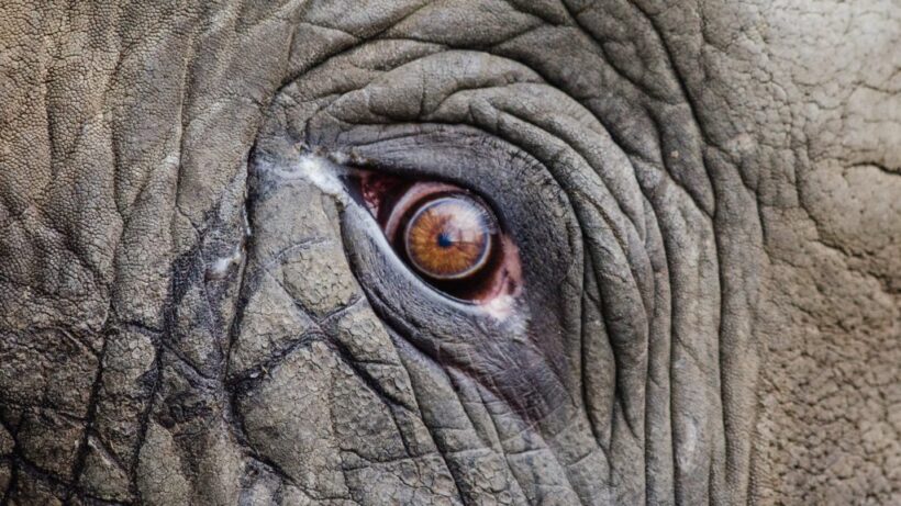 DUMBO