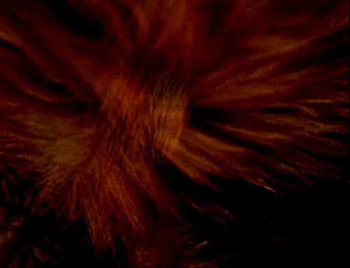 CINE Y CIENCIA: EL CINE CIENTÍFICO DE STAN BRAKHAGE