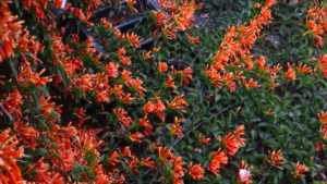 ELEGÍA DOMÉSTICA
