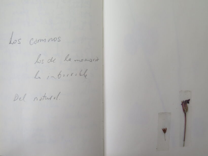 LA CASA DEL CINEASTA: DEL NATURAL (01)