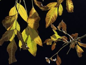 CUESTIONES PROVISORIAS: SUEÑOS, CONJETURAS Y ASOCIACIONES (13): BREVE VIDA