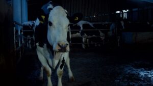 COW