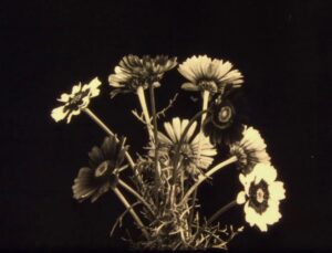 FESTIVAL INTERNACIONAL DE CINE DE MAR DEL PLATA 2022 (05): HERBARIA