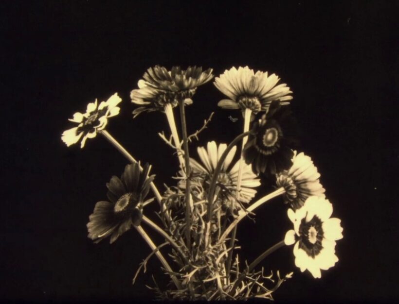 FESTIVAL INTERNACIONAL DE CINE DE MAR DEL PLATA 2022 (05): HERBARIA