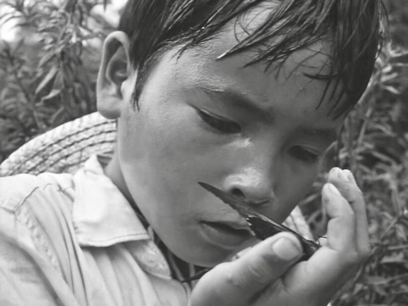 LA MARIPOSA DE ZHUANGZI