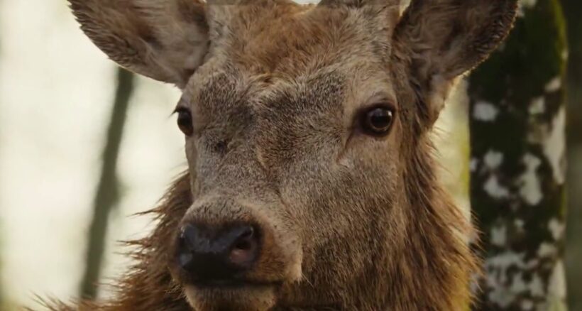 BAMBI, UNA AVENTURA EN EL BOSQUE / BAMBI, L’HISTOIRE D’UNE VIE DANS LES BOIS