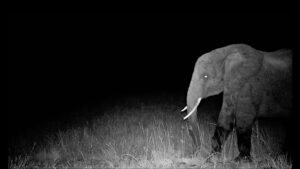CRÍTICAS BREVES (227): GHOST ELEPHANT