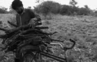 DOC BUENOS AIRES 2026 (04): LOS FRATERNOS DEL NORTE